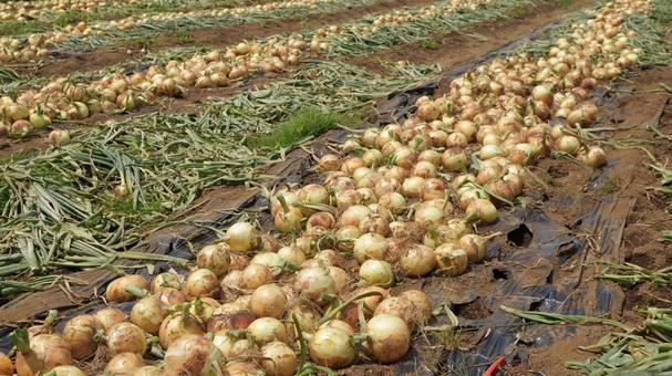 タマネギの収穫 玉ねぎ,野菜,作物の写真素材