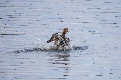 マガモの水浴び⑷ 鳥,マガモ,カモの写真素材