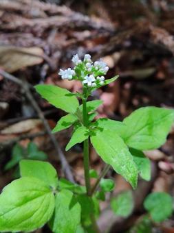 ツルカンコソウ ツルカンコソウ,白い花,５弁の写真素材