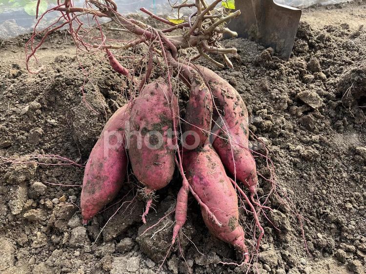 サツマイモ　芋掘り 紅はるか,さつまいも,サツマイモの写真素材