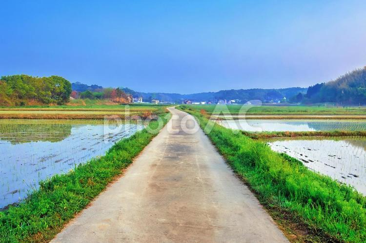 田園風景が広がるまっすぐな一本道 田んぼ,田舎道,田園風景の写真素材