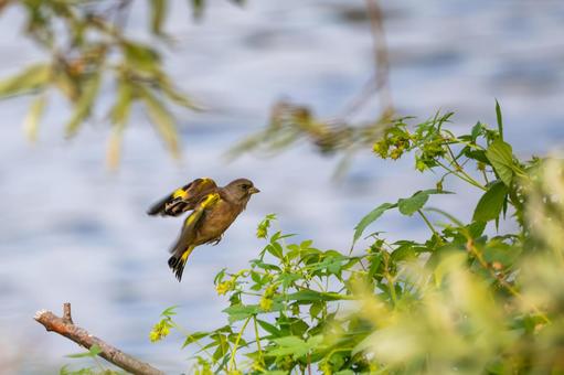 カワラヒワ(90)の写真