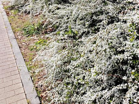 ユキヤナギ ユキヤナギの写真