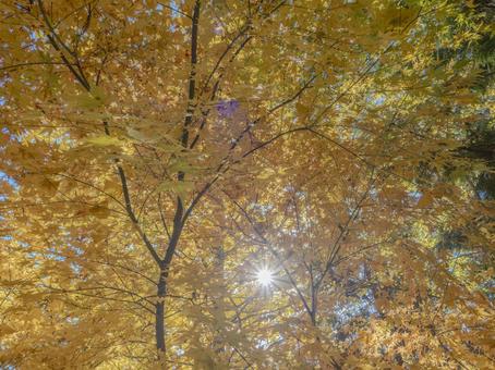 光あふれる黄金の木立 黄葉,紅葉,秋の写真素材