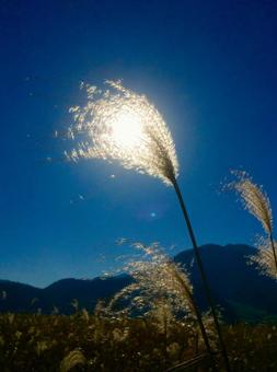 ススキと光の写真