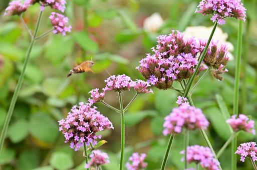 秋の山下公園花壇の写真