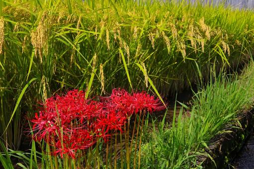 田んぼの風景7・秋 田んぼの風景7・秋 田んぼ,水田,稲の写真素材
