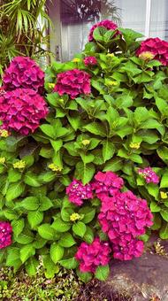 鮮やかに咲くピンクの紫陽花 鮮やかに咲くピンクの紫陽花 紫陽花,ピンク,花の写真素材