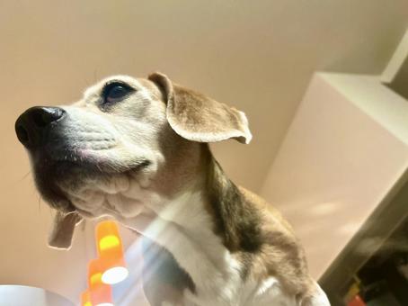 ローアングルで撮影したビーグル犬の表情 ローアングルで撮影したビーグル犬の表情の写真