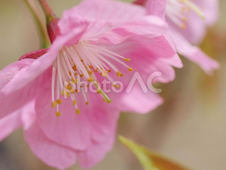 桜　雄しべ　雌しべ 桜,サクラ,さくらの写真素材