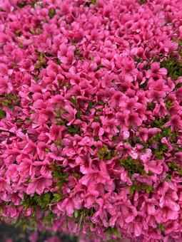 Azalea in full bloom, JPG Azalea in full bloom, JPG