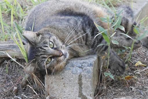 公園ネコ 沖縄県 那覇市 公園ネコ 沖縄県 那覇市の写真