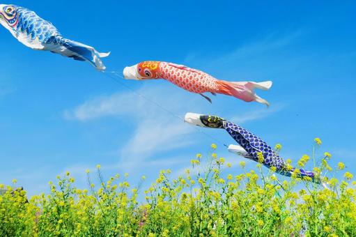 Carp streamer Children's Day image, JPG Carp streamer Children's Day image, serpentina de carpa, dia das crianças, imagem, JPG