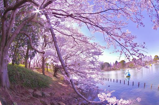 桜の風景 桜の風景の写真