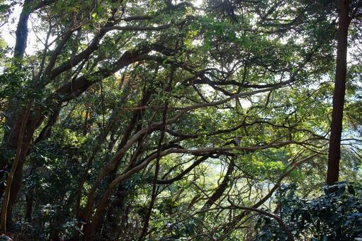 福岡市西区柑子岳の登山道の木のトンネル 柑子岳,森,樹木の写真素材