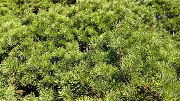 松 松 松,松の木,自然の写真素材