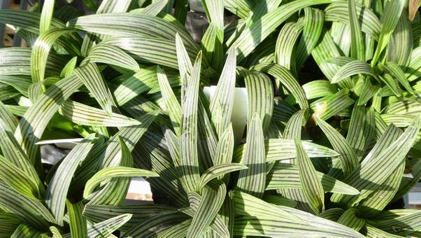 Striped broadleaf leaves of Asclepias japonica, JPG