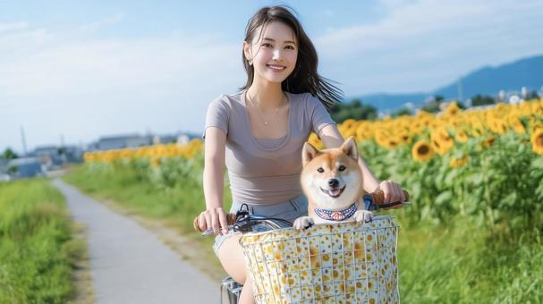 ひまわり畑の道を柴犬と自転車にのる女性 ひまわり畑の道を柴犬と自転車にのる女性の写真
