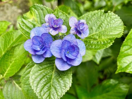 Hydrangea, JPG