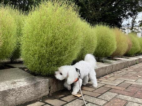 犬の散歩 犬の散歩の写真