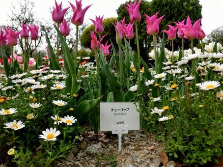 チューリップの花 チューリップの花の写真