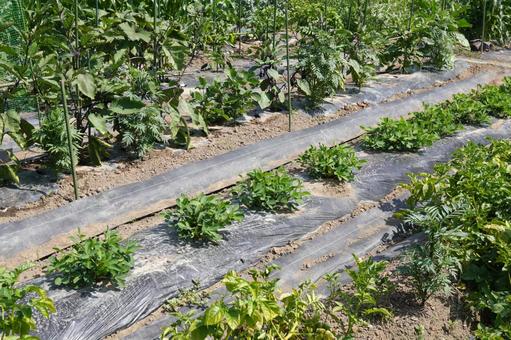 Photo, peanuts, cultivation, home garden, 