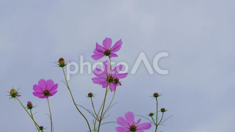 秋に咲く憩いの花、コスモス コスモス,秋,10月の写真素材