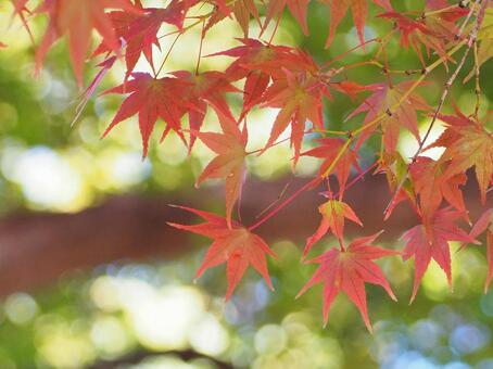 紅葉3 紅葉,もみじ,秋色の写真素材