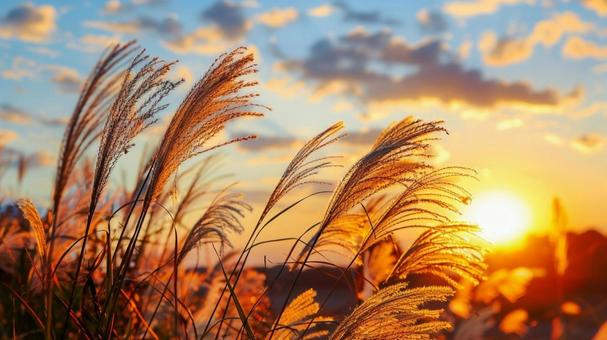 秋の夕暮れとススキ 秋の夕暮れとススキの写真