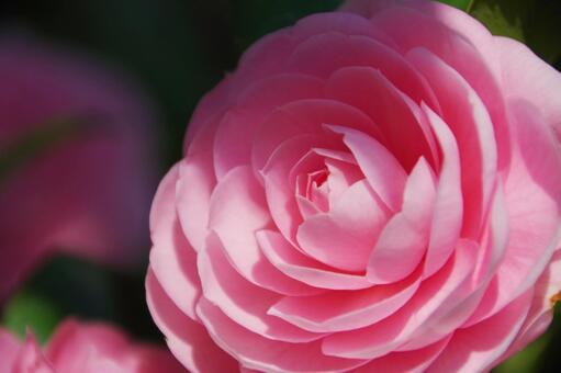 ツバキ ツバキ,一輪,アップの写真素材