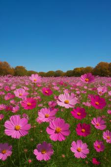 九州拠点のドラッグストアの写真