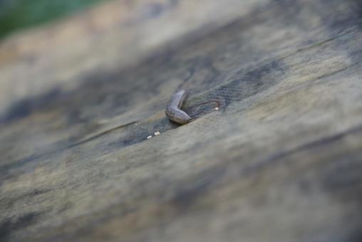 木の上を這うナメクジ ナメクジ,木,木肌の写真素材