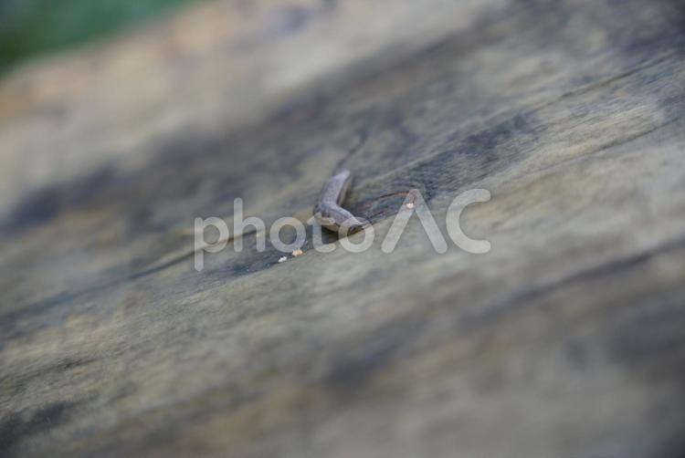 木の上を這うナメクジ ナメクジ,木,木肌の写真素材