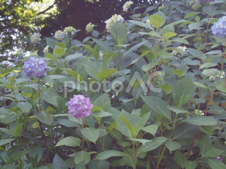 ふんわり写したあじさい あじさい,アジサイ,自然の写真素材