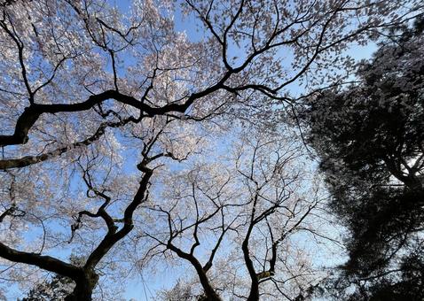 桜満開 桜満開の写真