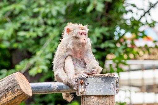 ニホンザル 井の頭動物園 ニホンザル 井の頭動物園 ニホンザル,猿,サルの写真素材