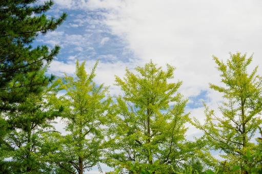 緑地公園の風景⑵ 緑地公園の風景⑵ イチョウ,樹木,木の写真素材