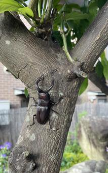 クワガタ クワガタの写真