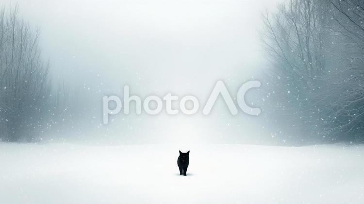 雪の中を黒猫が歩く 黒猫,野良猫,猫の写真素材