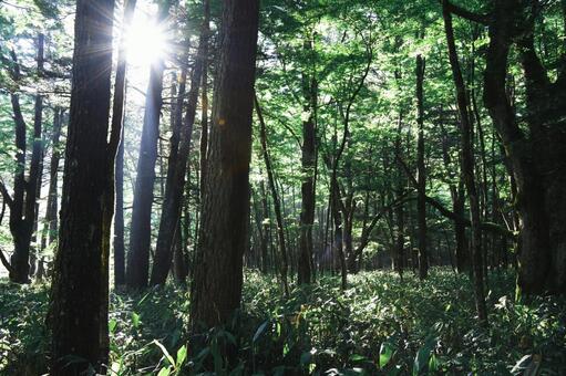 緑の目覚め 森林,木漏れ日,太陽光の写真素材