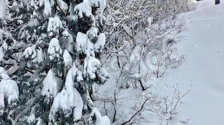 神立スノーリゾート　雪が降り積もった杉林 杉,林,神立の写真素材