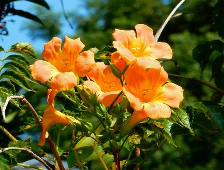 【花の写真】ノウゼンカズラ(凌霄花) 【花の写真】ノウゼンカズラ(凌霄花) ノウゼンカズラ,凌霄花,自然の写真素材
