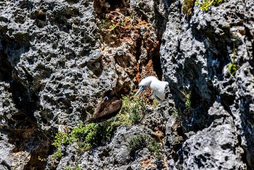 小笠原諸島・南島 カツオドリ 小笠原諸島・南島 カツオドリ カツオドリ,鳥,南島の写真素材