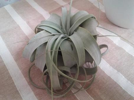 観葉植物 観葉植物の写真