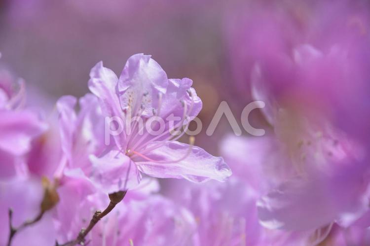   花桃 花桃,桃の花,ピンクの写真素材