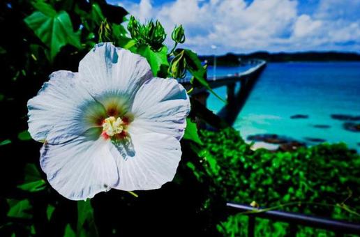 海と花 海と花の写真