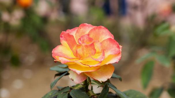 【薔薇】あかぎの輝き rose,植物,園芸の写真素材