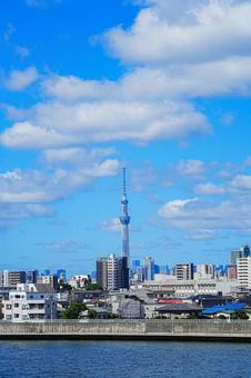 真夏の空の下のスカイツリー 真夏の空の下のスカイツリーの写真
