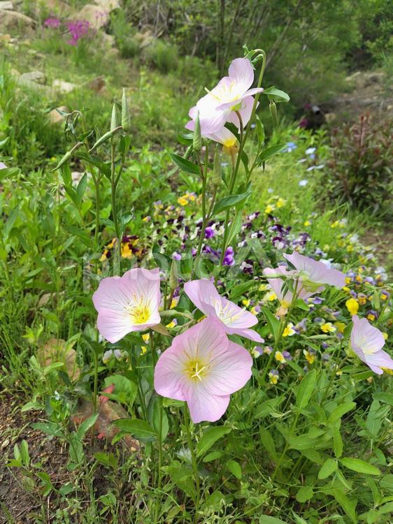 ツキミソウ ツキミソウ,昼咲月見草,ピンクの写真素材