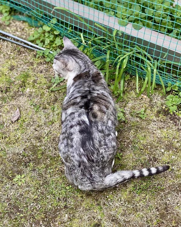 庭で佇むサバ白キャットさんの後ろ姿 猫,可愛い,サバシロの写真素材
